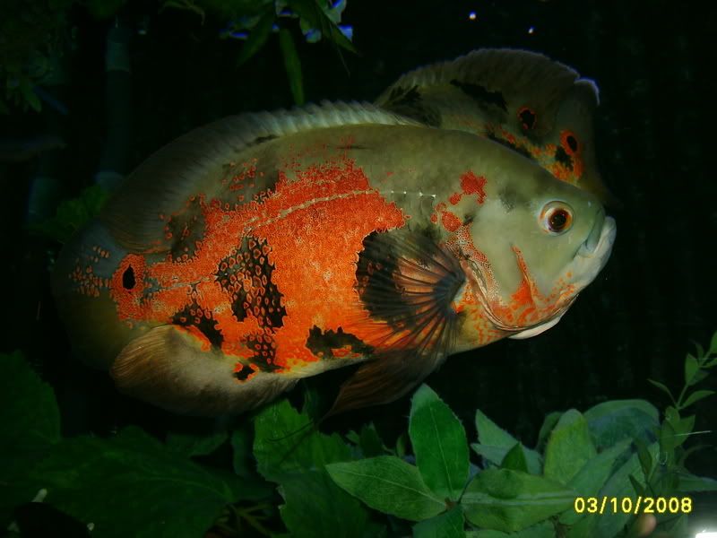 S5006531.jpg
