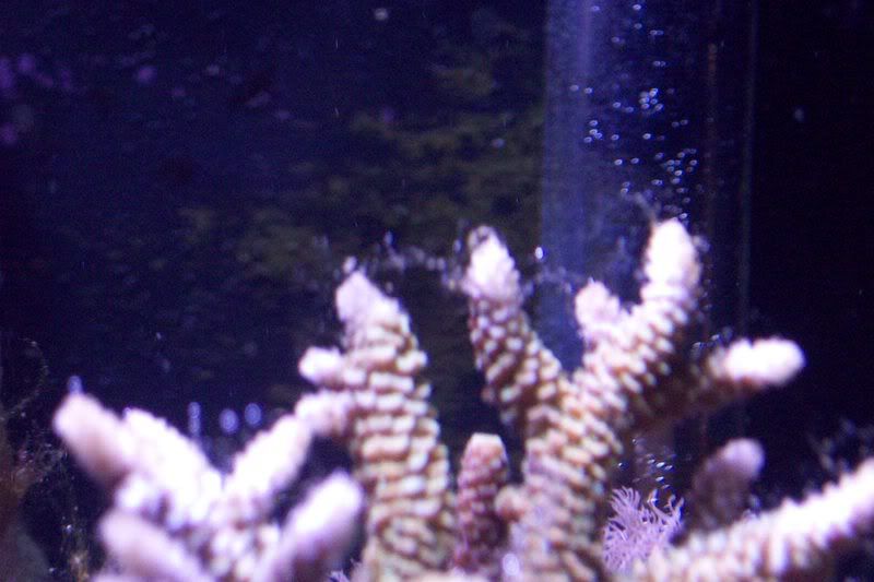 aquarium139.jpg