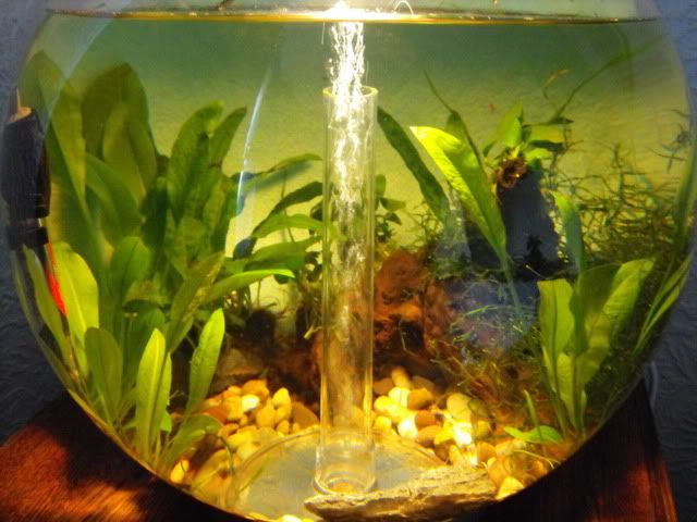 2010_0503fishtank0019.jpg