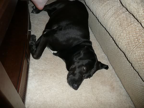 pets5.jpg