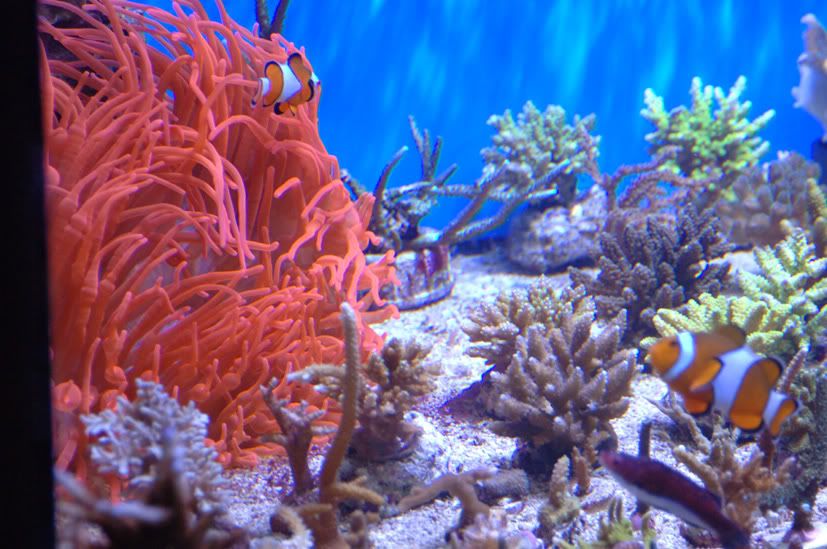 reef2.jpg