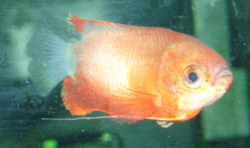 malegourami2.jpg