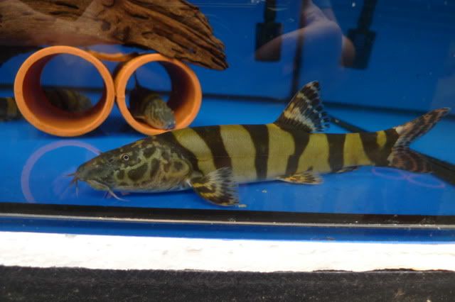 LElongata-100111.jpg