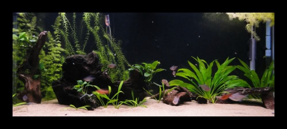fishmarch25.jpg