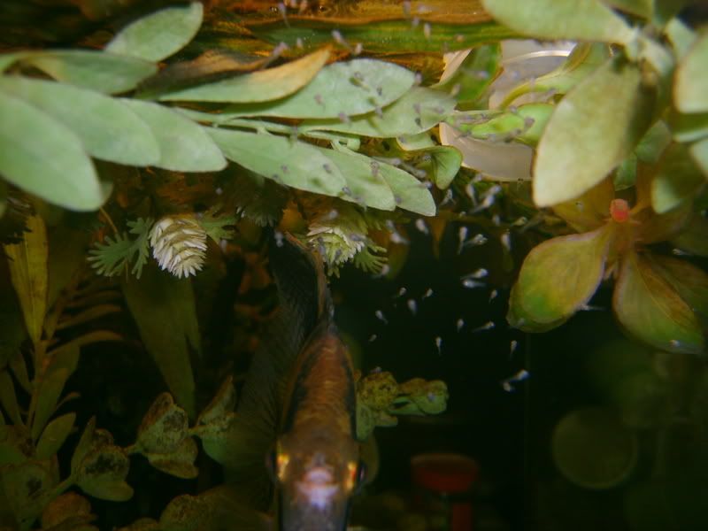 S5002826.jpg