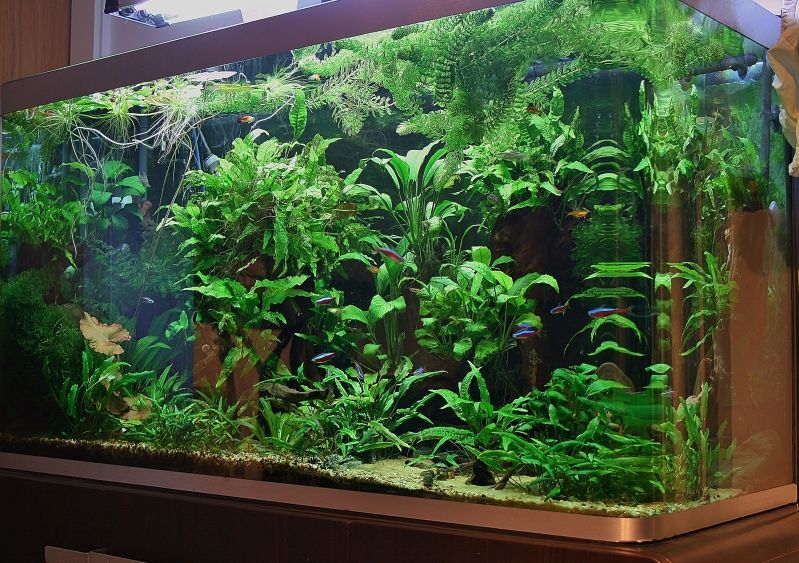 fishtankoctober008-1.jpg
