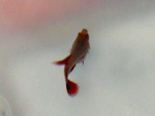DSCN9685.jpg