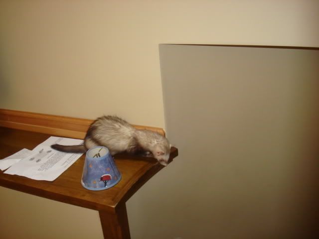 ferrets020.jpg