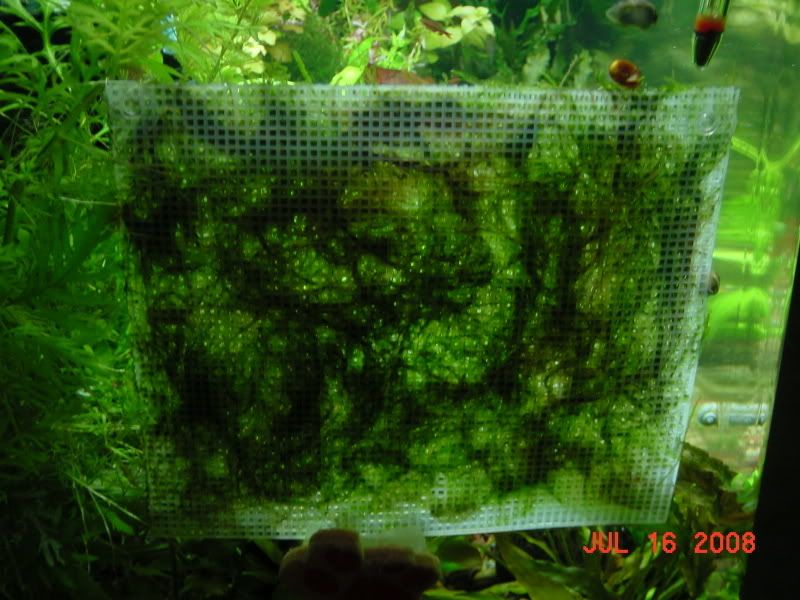 Shrimp013.jpg