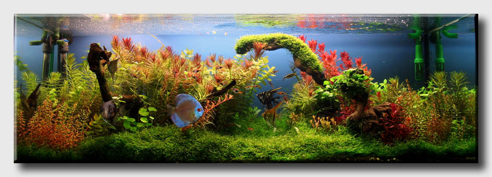 1_Planted_aquarium.jpg