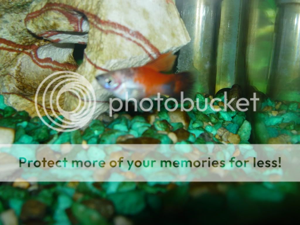 DSCN2658.jpg
