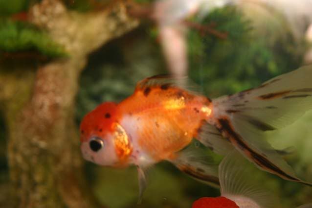 Fish002.jpg