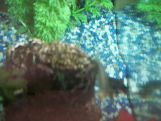 bettas005.jpg