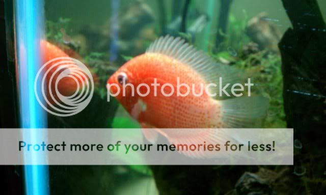 severum2.jpg