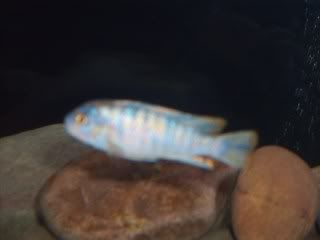 cichlid.jpg