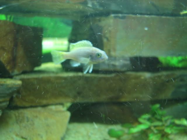FishTank093.jpg