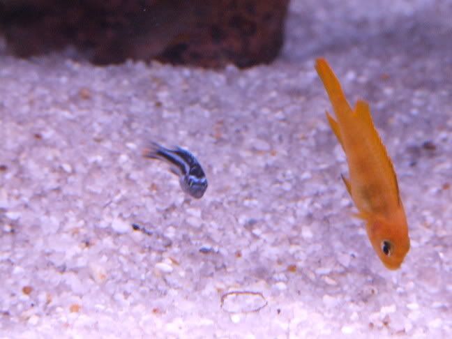 2006_02262weekbetta0005.jpg