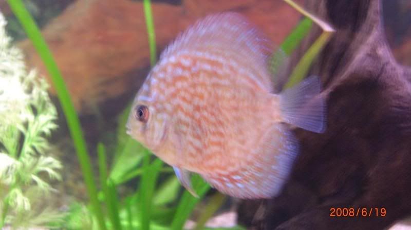 discus5.jpg