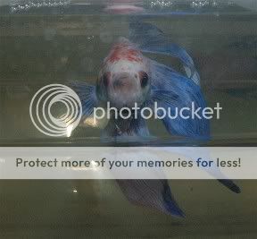 0000000000000betta2.jpg