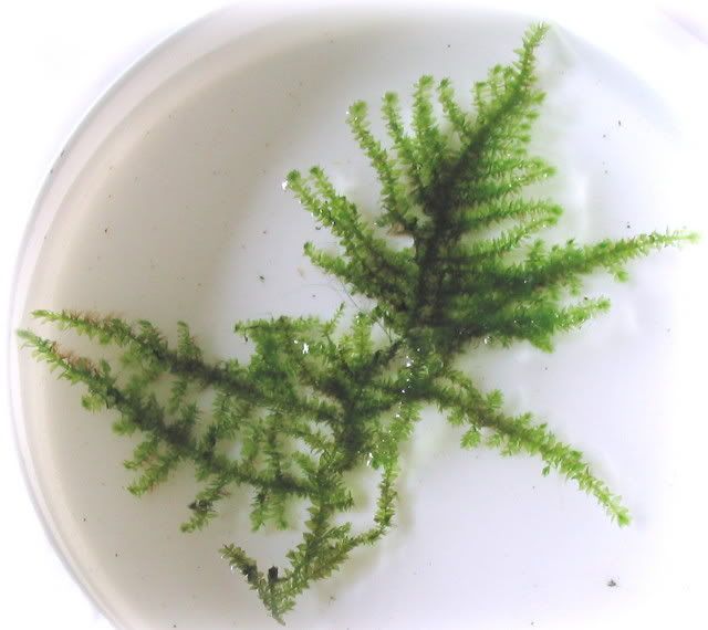 Moss3.jpg