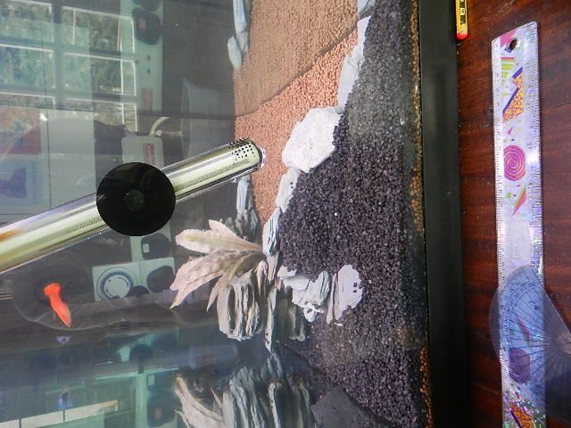 DSCN7564_zpsb28f7aaa.jpg