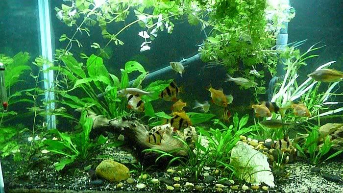 fish20103.jpg