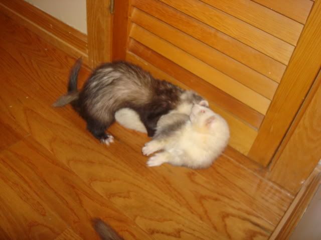 ferrets015-1.jpg