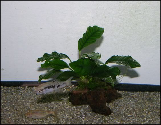 anubias.jpg