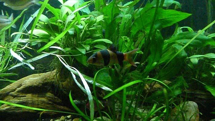 fish20101.jpg