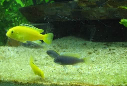 FishTank094.jpg