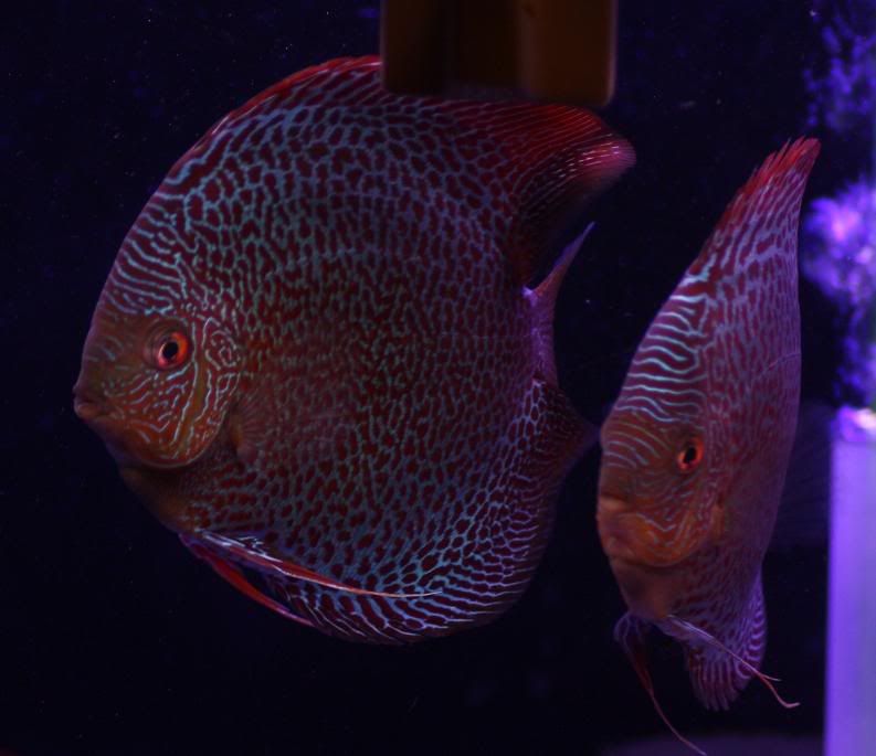discus98.jpg