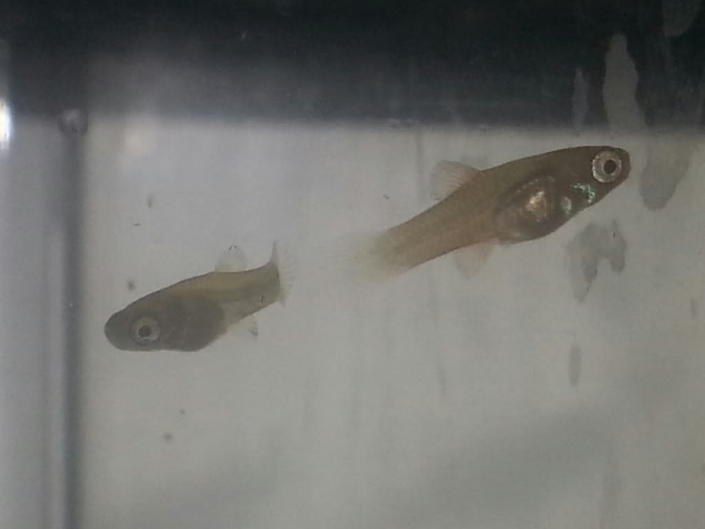 20130607_204759-1_zps3f56be47.jpg