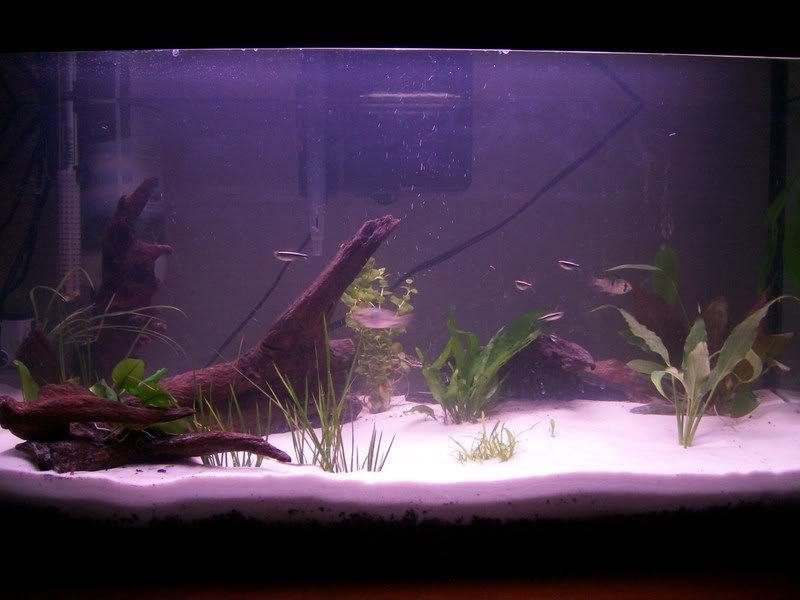 25gallonplanted.jpg