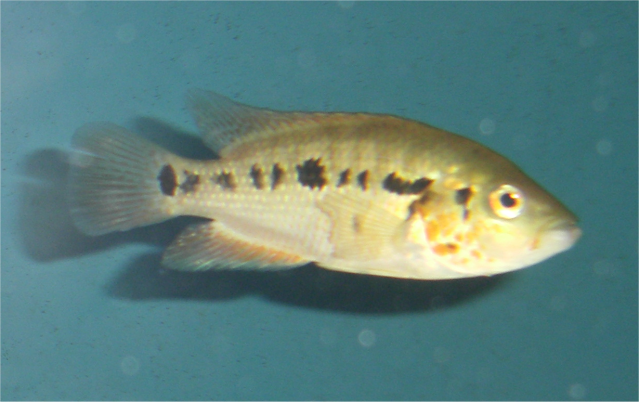 Image2.png