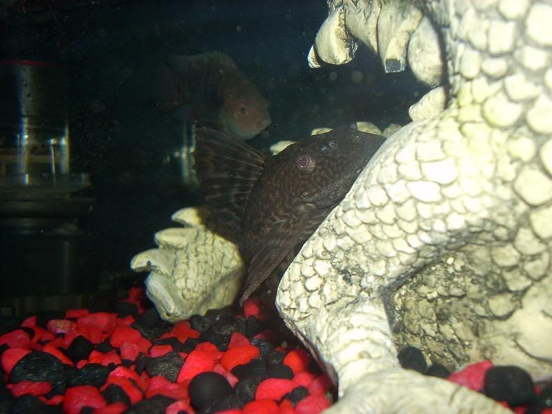 DSCN1245.jpg