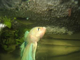 bettas073.jpg
