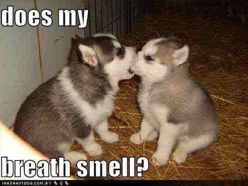 cute-puppy-pictures-do-my-breath-sm.jpg
