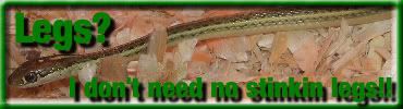 snakex.jpg