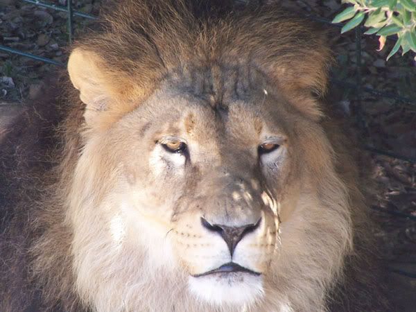 lion1.jpg
