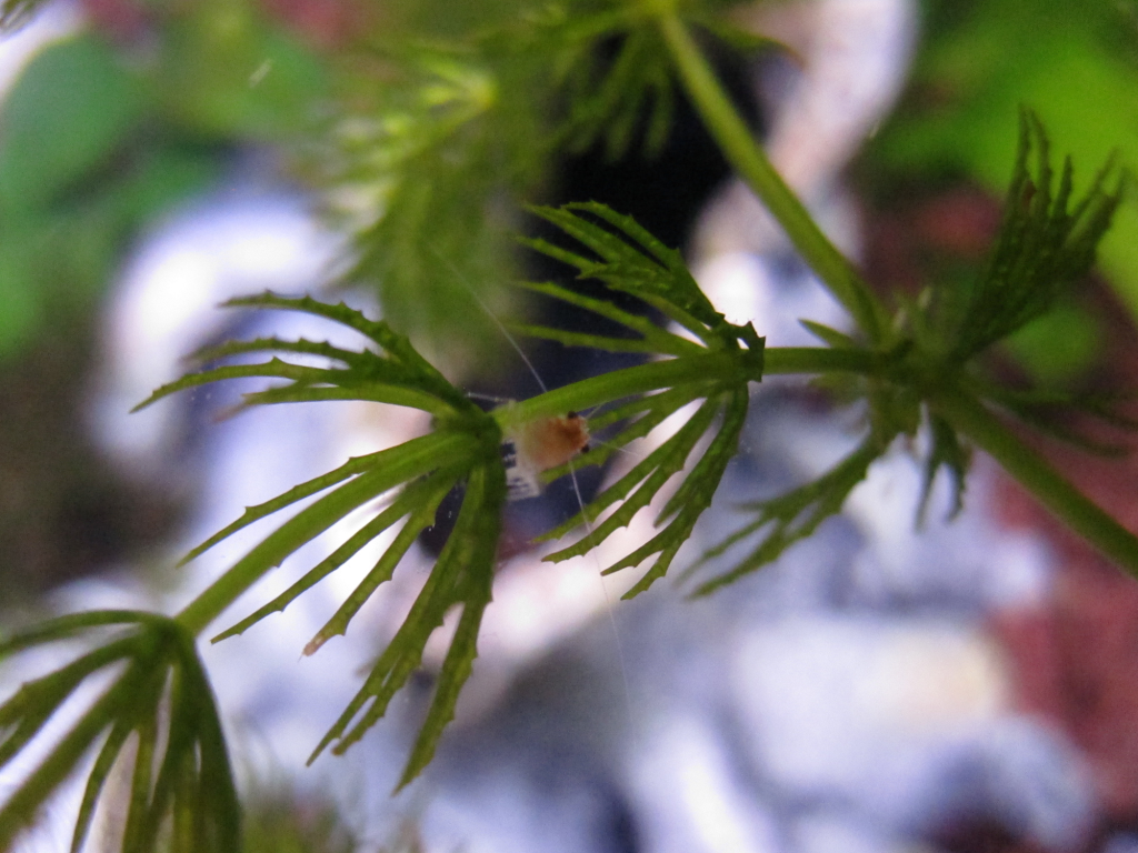 RCS-Shrimplet-3.png