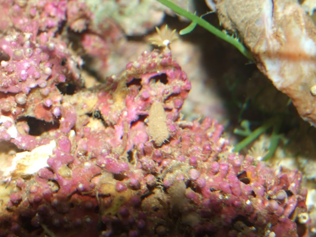 MobytheGoby056.jpg
