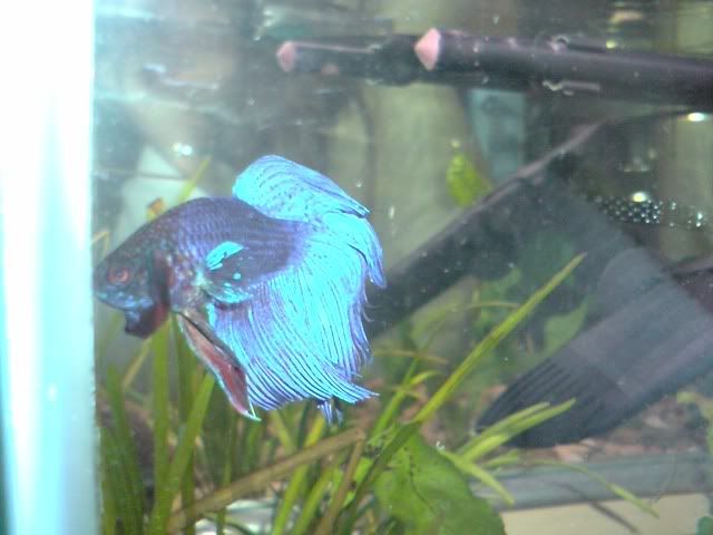 bluey3.jpg