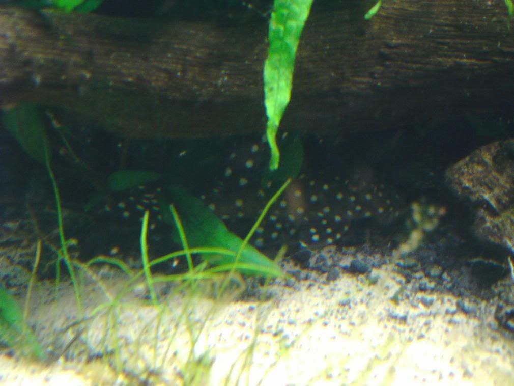 IMAG0039-2.jpg