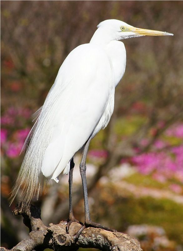 Heron15thSept2012b.jpg