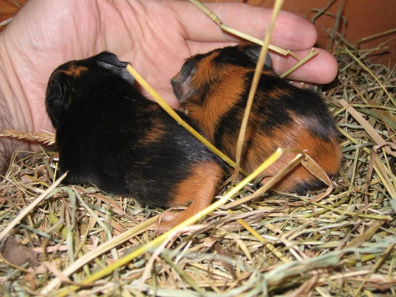 piggys014.jpg