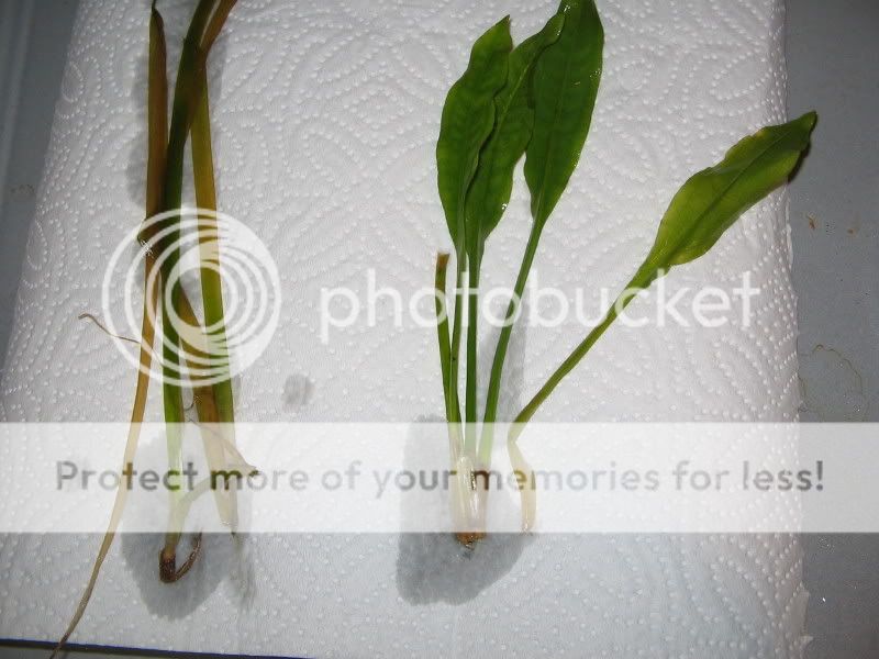 plant.jpg