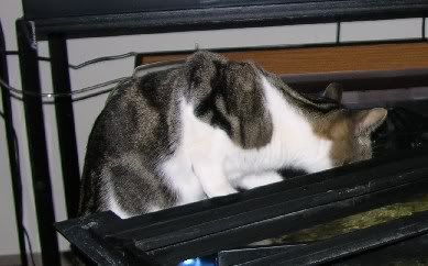 Catintank1.jpg