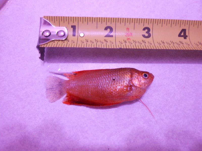DSCN1537.jpg