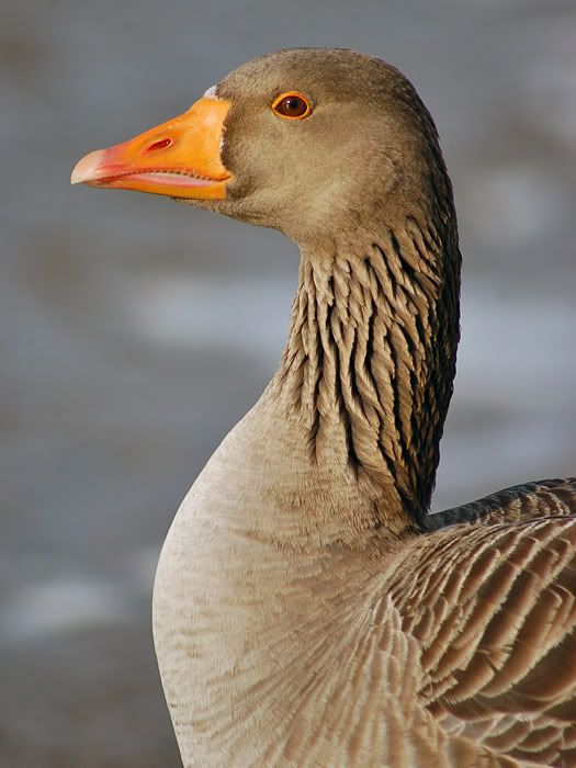 goose_04.jpg