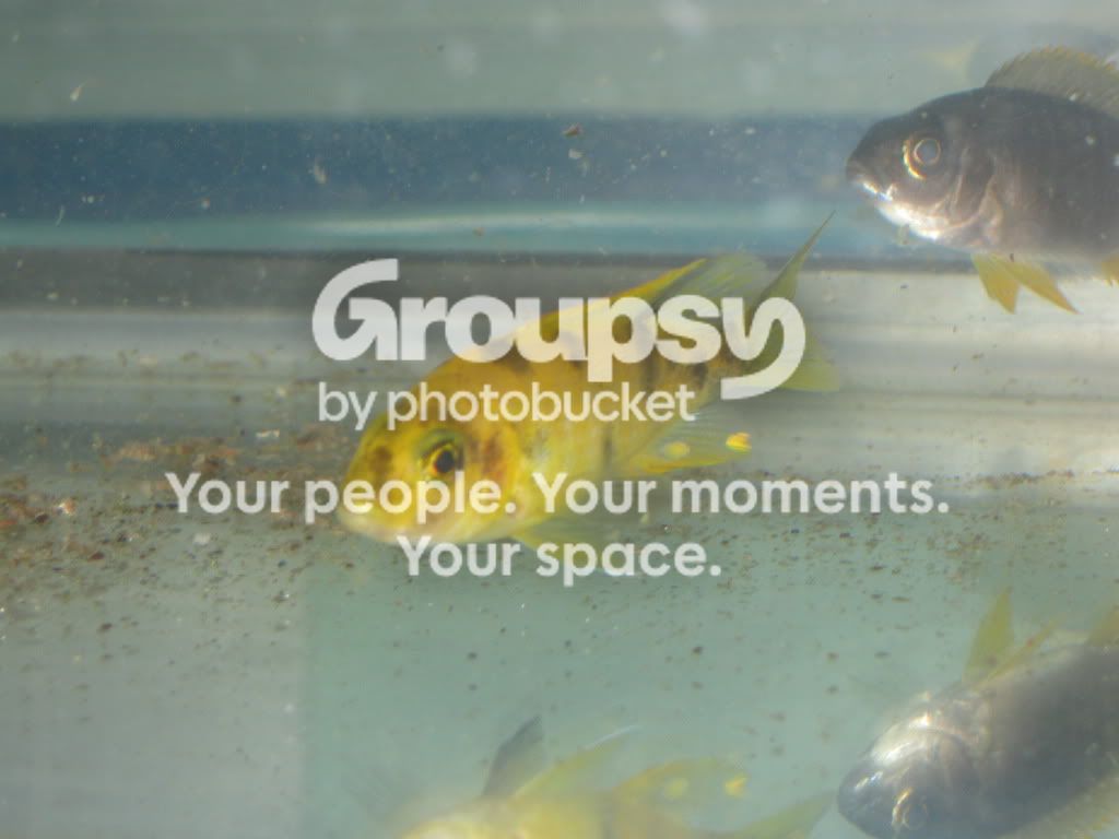 SpringFishExpo10037.jpg